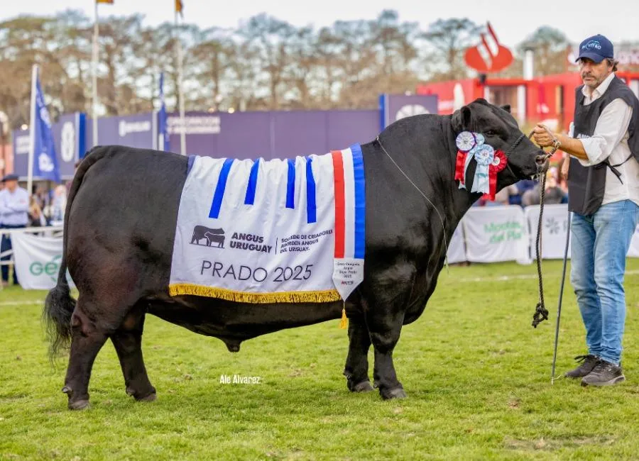 imagen de Bronco